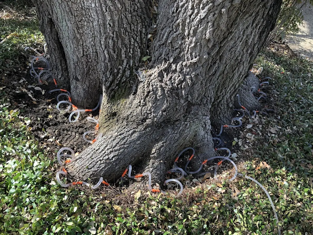 Detailed Tree Cabling and Bracing job site in Oxford